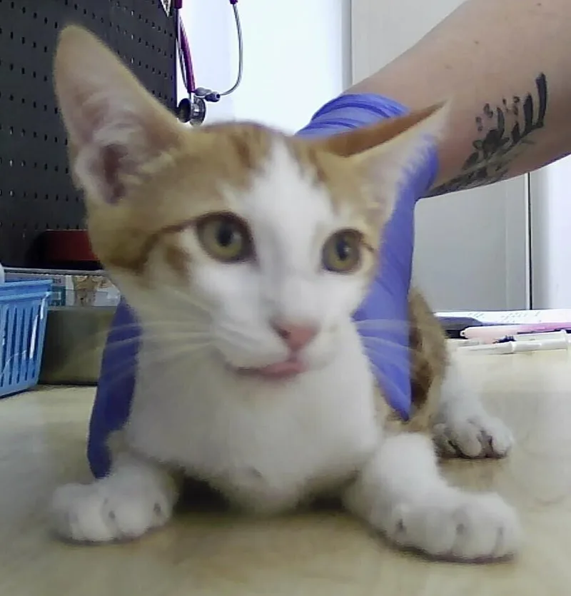 A baby small-sized female Orange & White Domestic Short Hair cat named Bangor for adoption in Anoka, MN