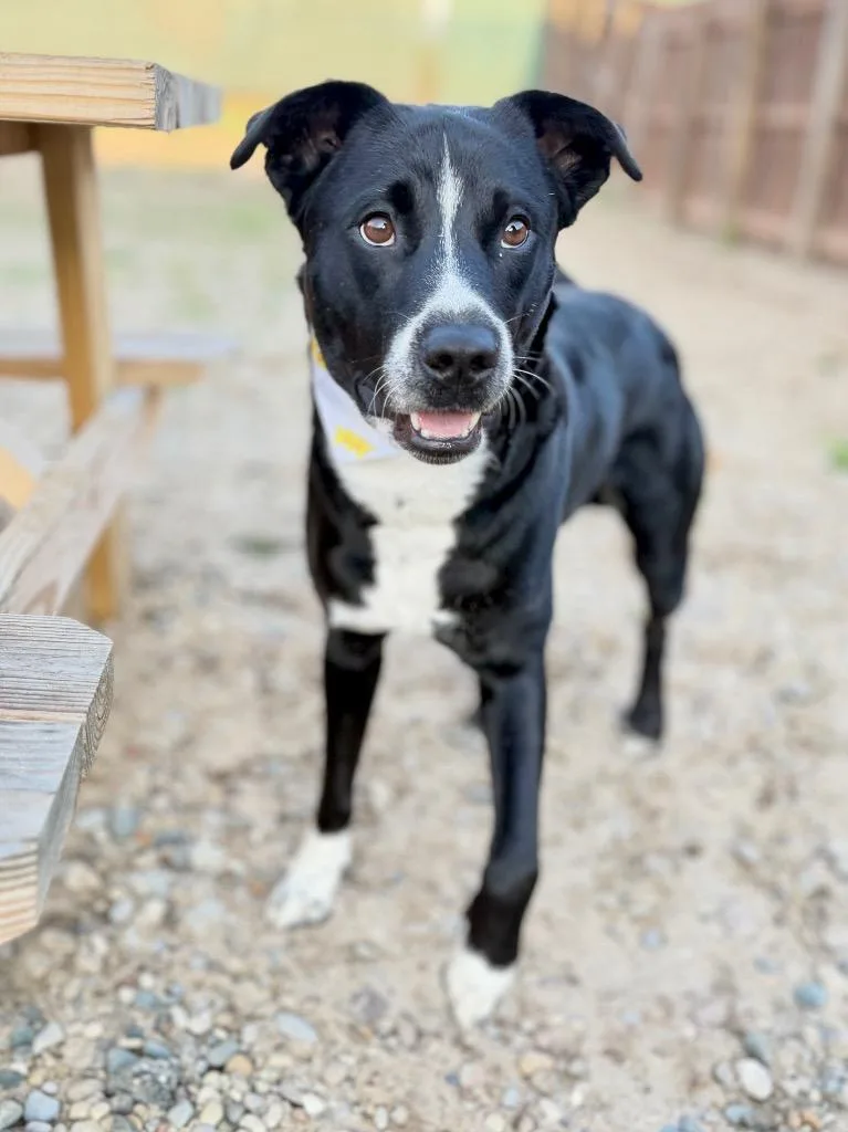 A young medium-sized male Labrador Retriever dog named Aldo for adoption in Muskegon, MI