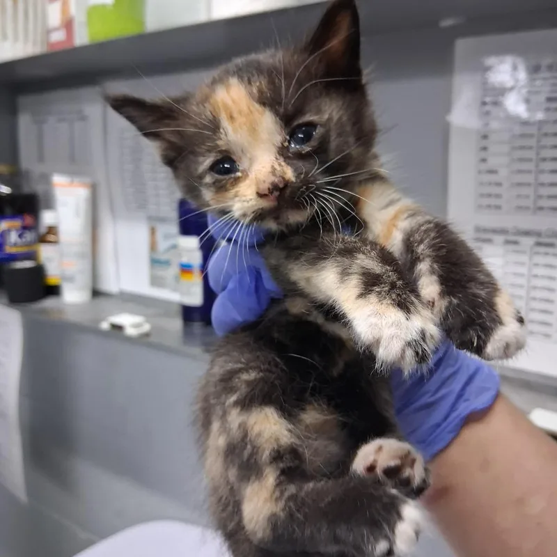 A baby small-sized female Black Domestic Short Hair cat named Evergreen @ Azalea Square for adoption in Summerville, SC