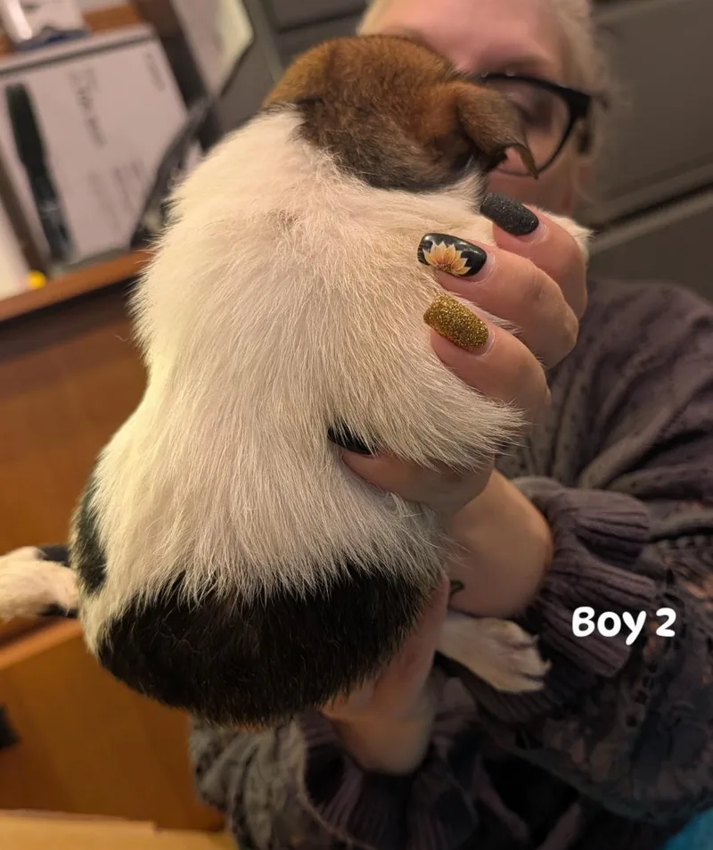 A baby small-sized male Wirehaired Terrier dog named Scotch boy for adoption in Brockport, NY