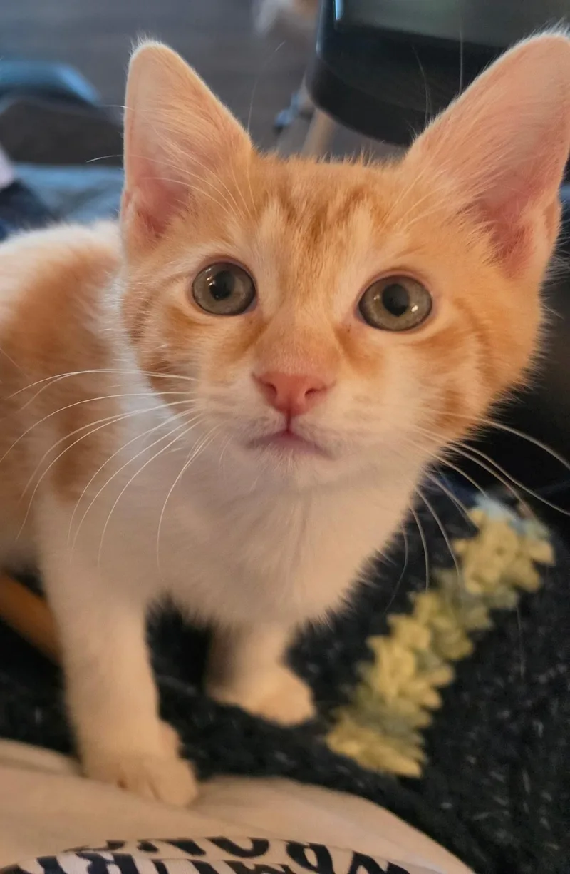 A baby medium-sized male Tabby (Orange / Red) Tabby cat named Jake for adoption in Oakley, CA