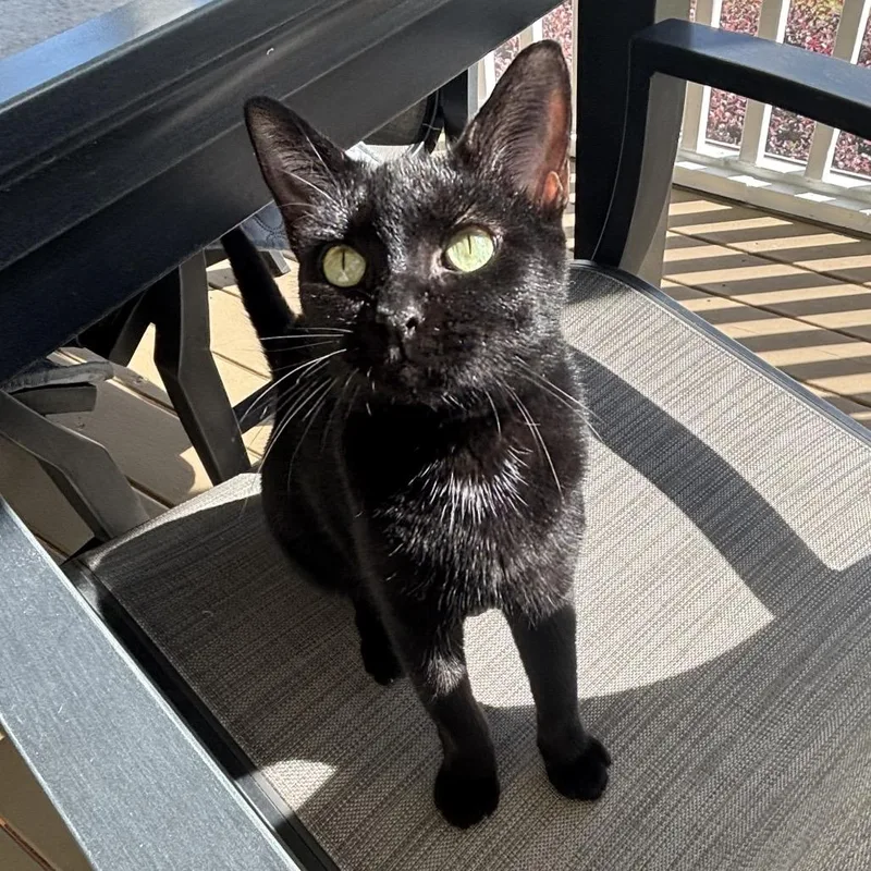 A young medium-sized female Black Domestic Short Hair cat named Laos for adoption in Durham, NC
