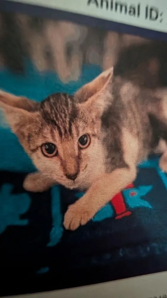A baby small-sized female Domestic Short Hair cat named Shelby for adoption in Parker, CO