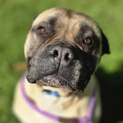 An adult large-sized female Bullmastiff dog named Big Momma for adoption in Philadelphia, PA