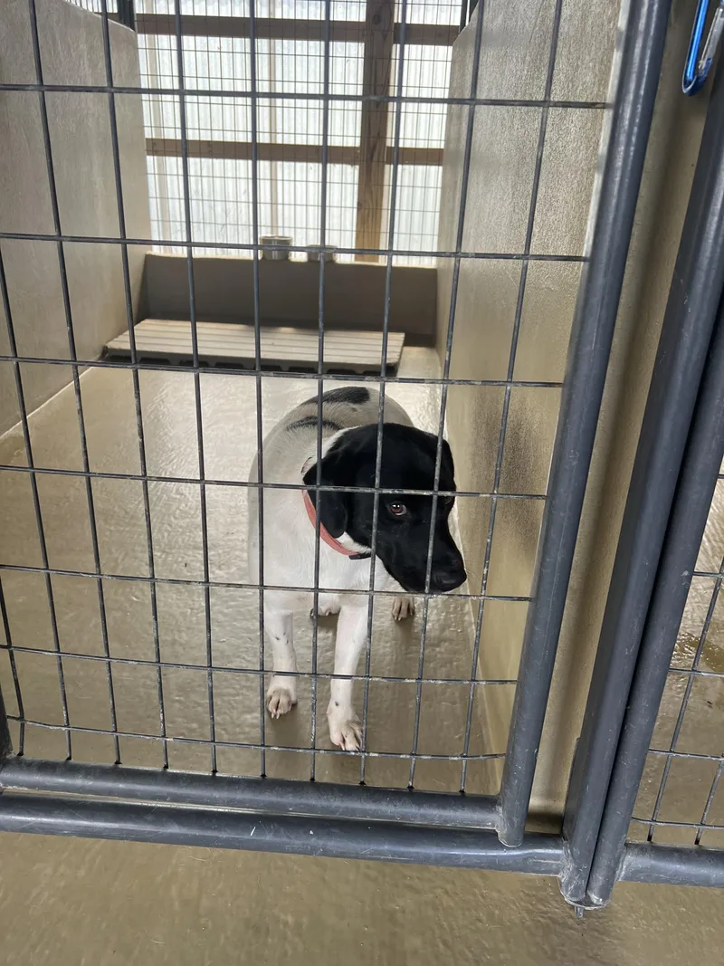 An adult medium-sized male White / Cream English Pointer dog named Hooch for adoption in Sparta, NC