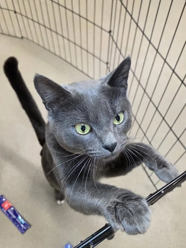A young medium-sized male Domestic Short Hair cat named Hoyts for adoption in Millersville, MD