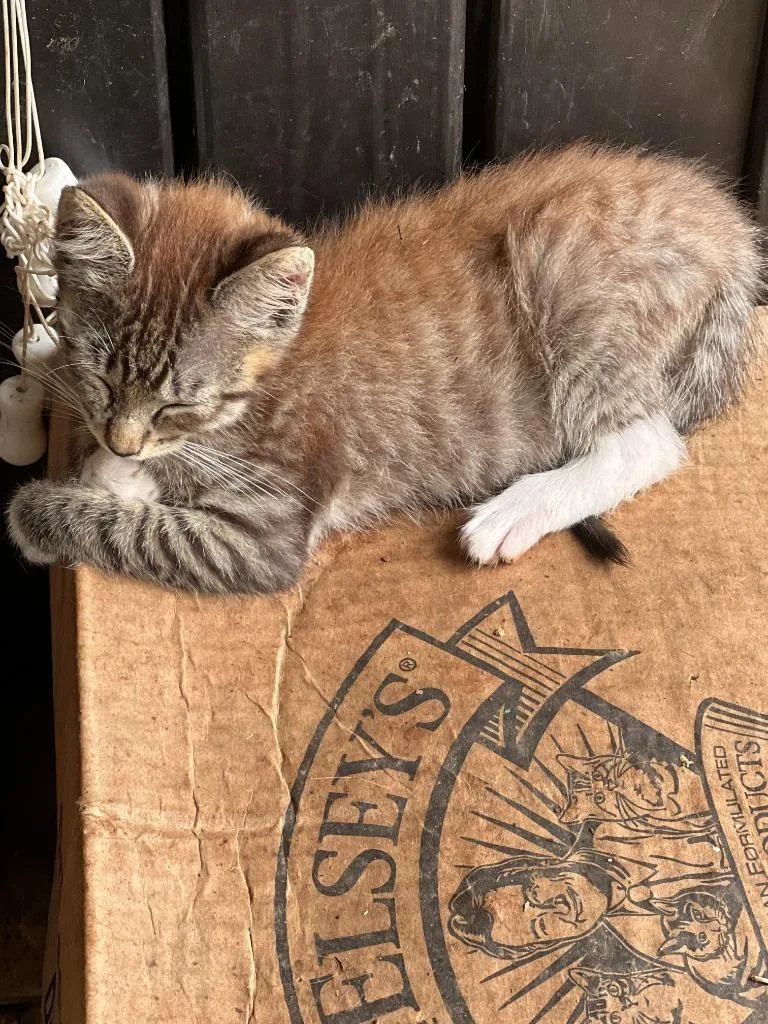 A baby medium-sized male Domestic Short Hair cat named Hendrix for adoption in Little Rock, AR