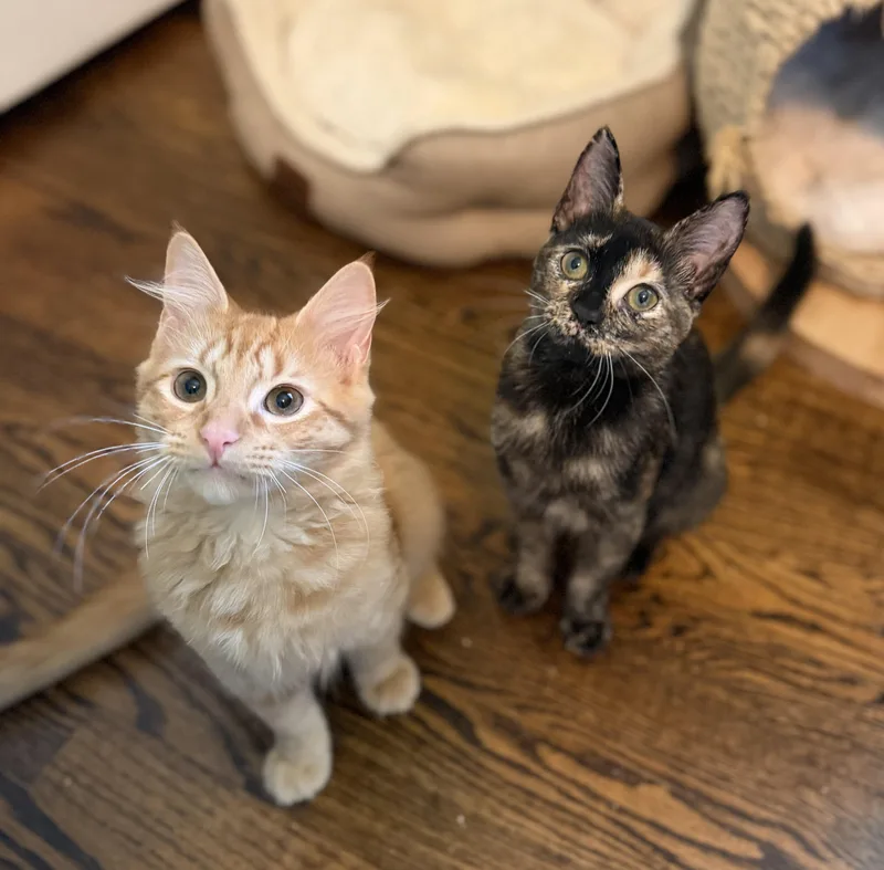 A baby medium-sized female Tortoiseshell cat named Mochi for adoption in Hixson, TN