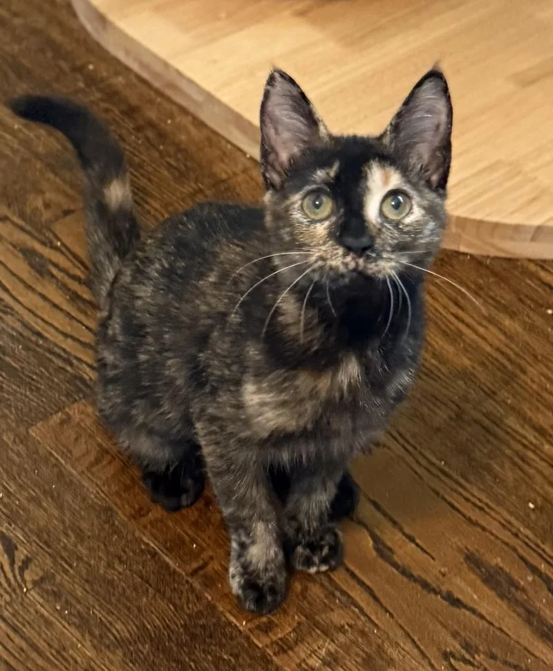 Mochi thumbnail 3