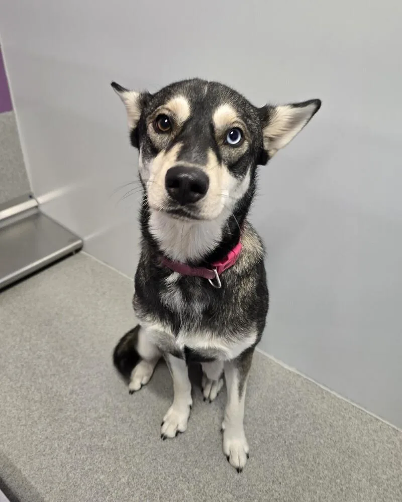 A young medium-sized female Husky dog named Emery for adoption in Wellington, KS