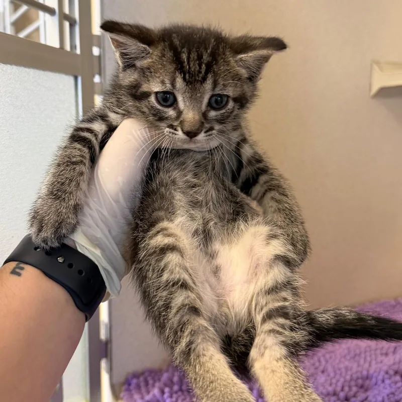A baby small-sized male Brown / Chocolate Domestic Short Hair cat named Sesame for adoption in Rifle, CO
