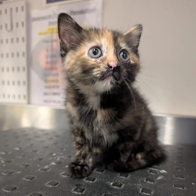 A baby small-sized female Orange / Red Domestic Short Hair cat named Prentiss for adoption in League City, TX