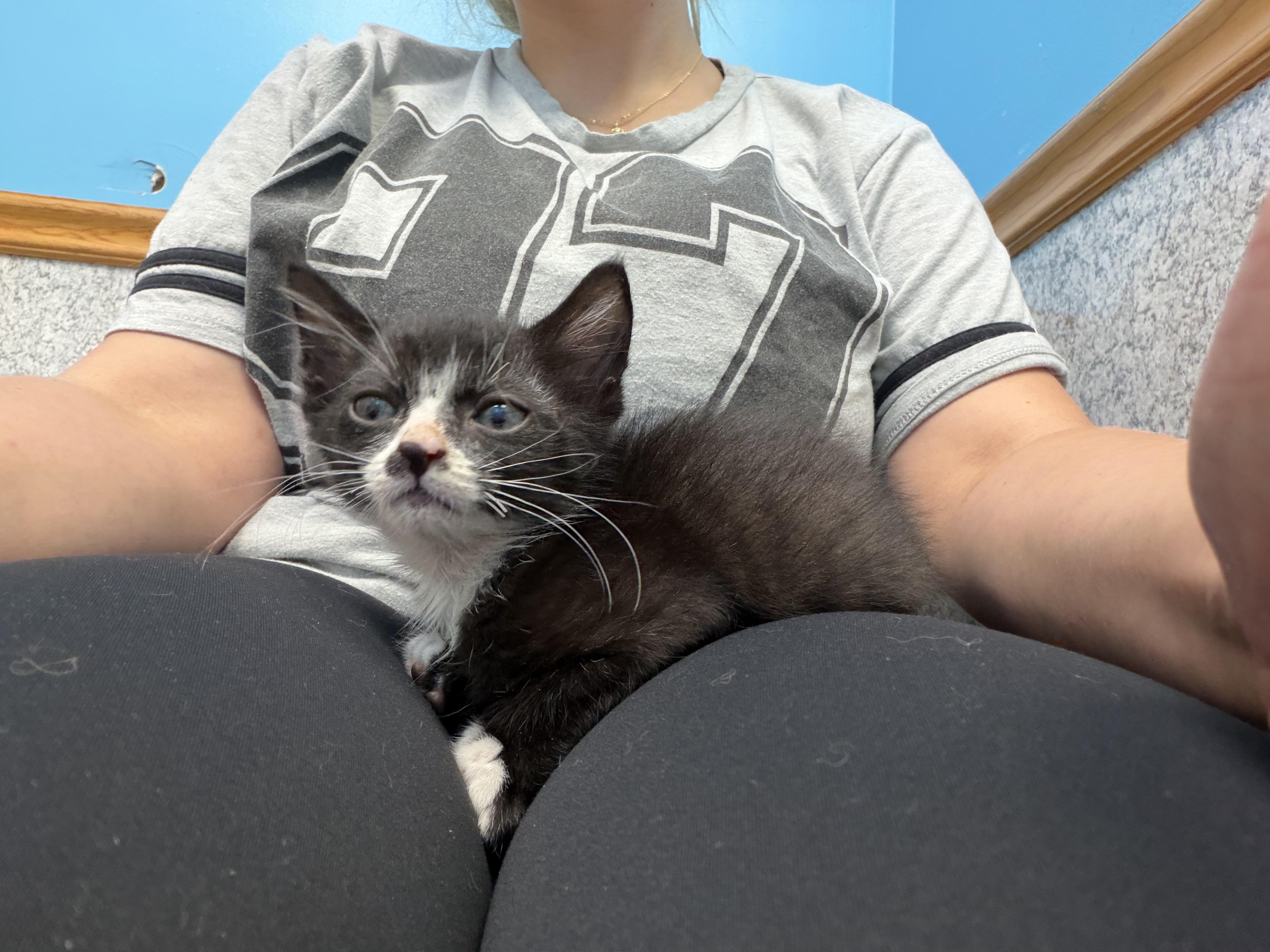 A baby small-sized male Black & White / Tuxedo Domestic Short Hair cat named Milo for adoption in Bayonne, NJ