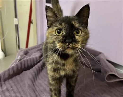 A young small-sized female Domestic Short Hair cat named Noodle for adoption in Ames, IA
