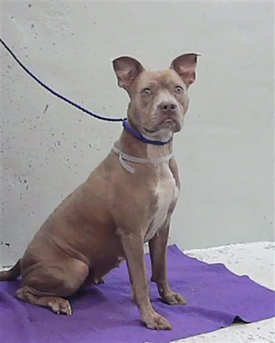 A young medium-sized female Staffordshire Bull Terrier dog named Leslie for adoption in Houston, TX