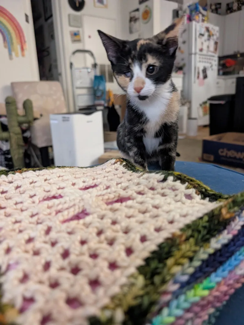 A baby medium-sized female Domestic Short Hair cat named Rainbow Brite for adoption in Herndon, VA