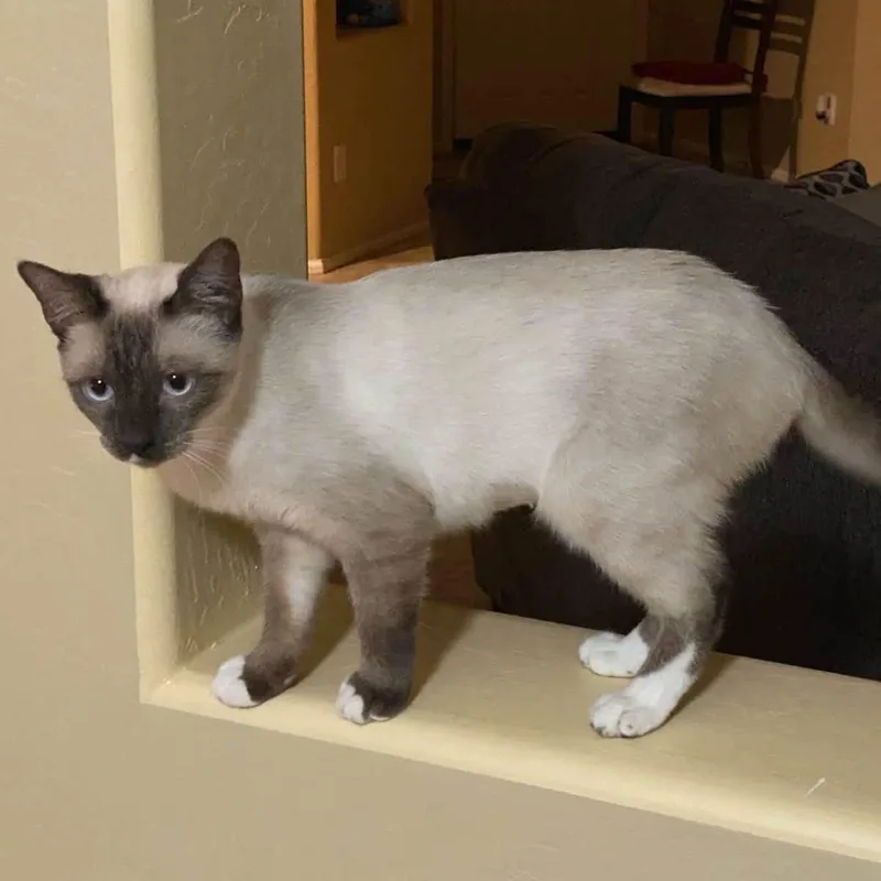 A young medium-sized female Seal Point Siamese cat named Sheba for adoption in Queen Creek, AZ