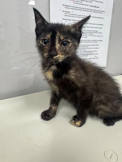 A baby small-sized female Domestic Short Hair cat named Edison for adoption in Sevierville, TN