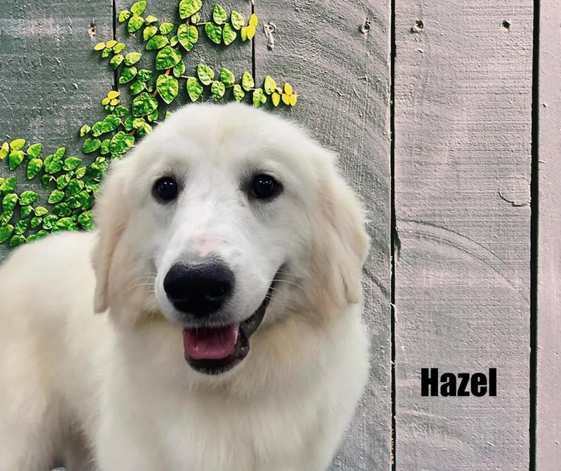 Hazel thumbnail 2