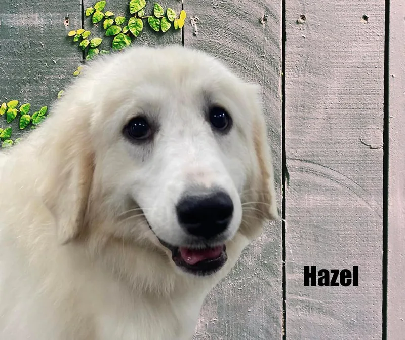 Hazel thumbnail 3