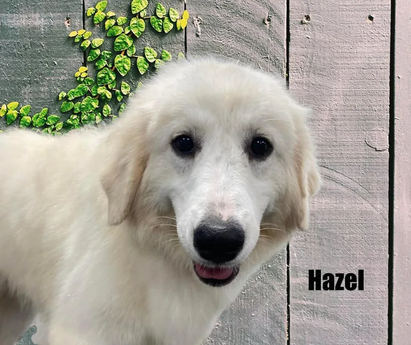 Hazel thumbnail 4