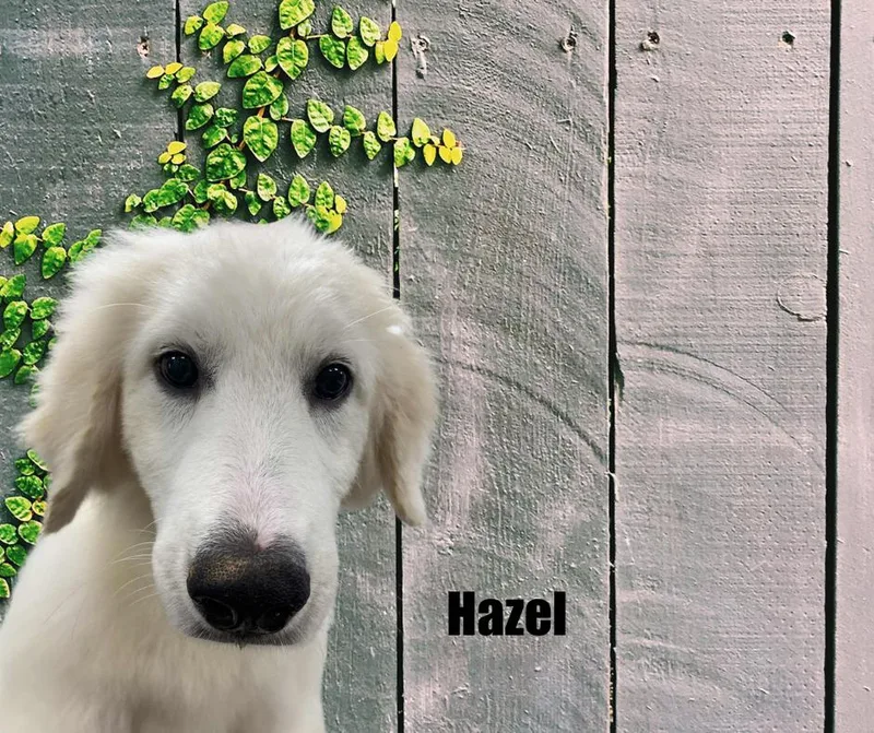 Hazel thumbnail 5