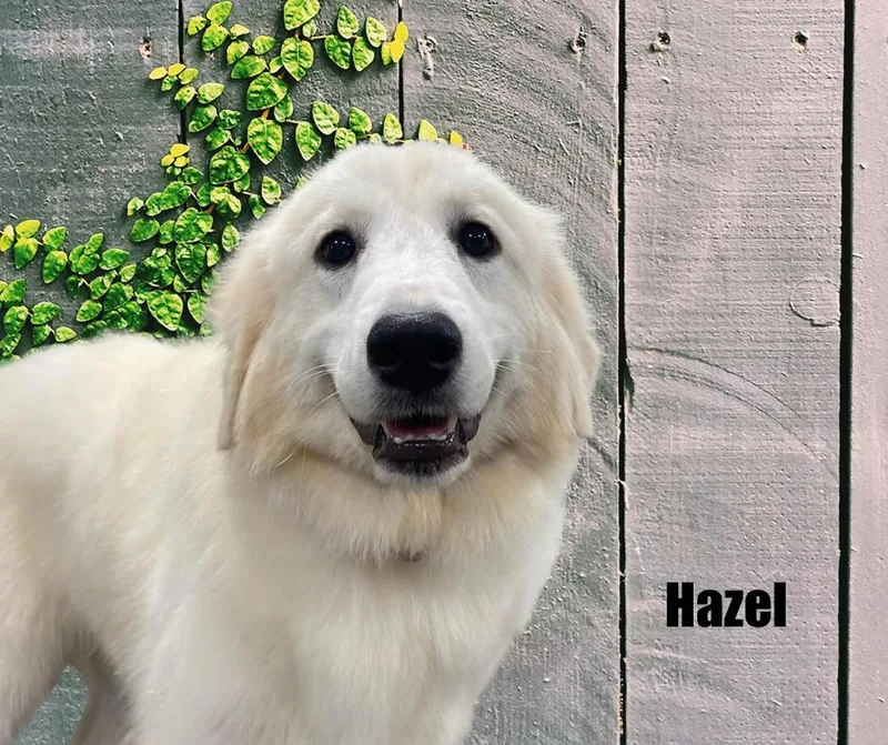 Hazel