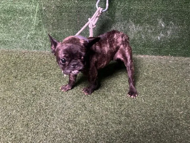 An adult small-sized female French Bulldog dog named Teena for adoption in Lancaster, CA