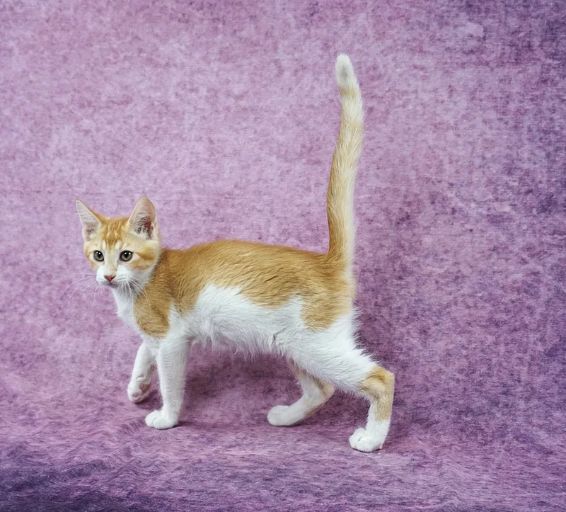 A baby medium-sized male Orange & White Domestic Short Hair cat named Cinnamon  Pick Me for adoption in Plano, TX