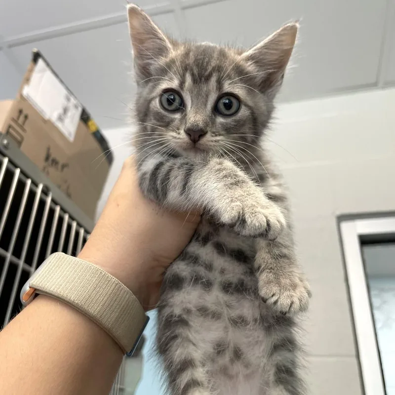A baby small-sized female Black Domestic Short Hair cat named Tibia for adoption in Carencro, LA