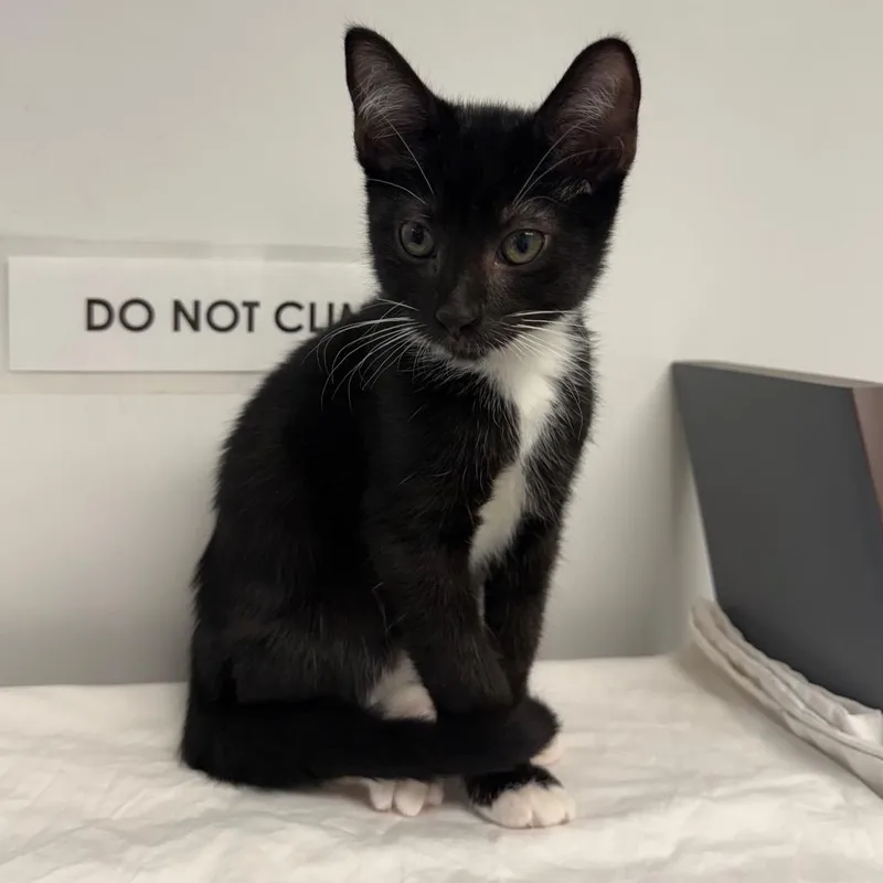 A baby small-sized male Black Domestic Short Hair cat named Dill for adoption in West Palm Beach, FL