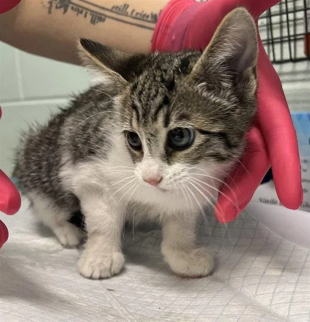 A baby small-sized female Brown / Chocolate Domestic Short Hair cat named Sunset for adoption in Tavares, FL