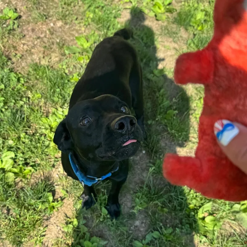 A young small-sized male Black Labrador Retriever dog named Billy Bob for adoption in Kittanning, PA