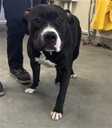 An adult large-sized male Pit Bull Terrier dog named Carter for adoption in Camarillo, CA