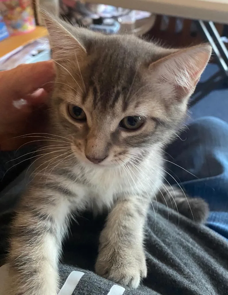 A baby medium-sized female Domestic Short Hair cat named Sunshine for adoption in Brainardsville, NY