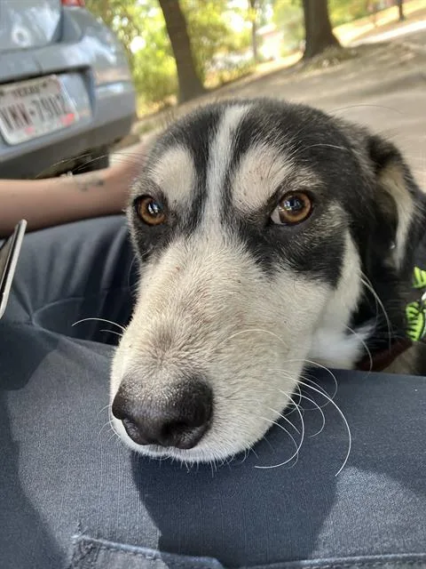 A young medium-sized male Mixed Breed dog named Arro for adoption in Dallas, TX
