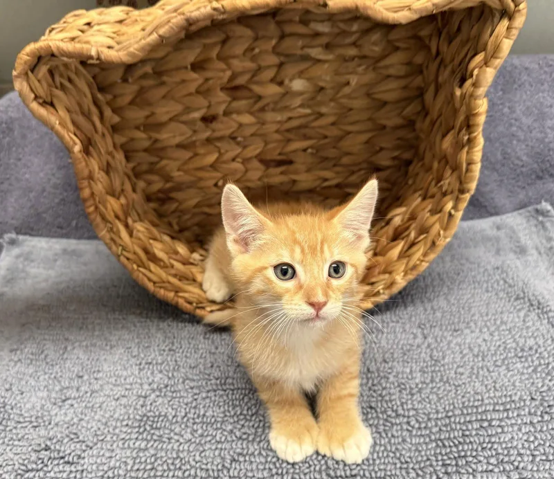 A baby medium-sized male Tabby cat named Roger for adoption in Napa, CA
