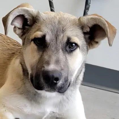 An adult large-sized male German Shepherd Dog dog named Neo for adoption in Phoenix, AZ