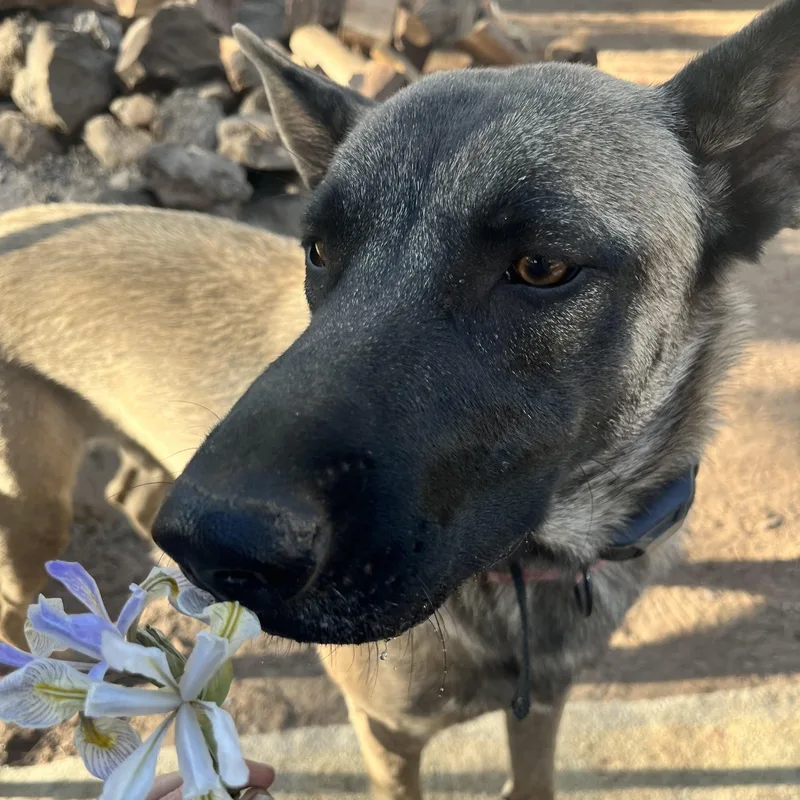 An adult medium-sized female Black Belgian Shepherd / Malinois dog named Sasha for adoption in Phoenix, AZ