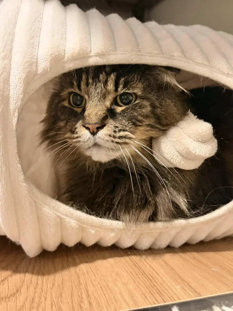 Reginald “reggie” thumbnail 6