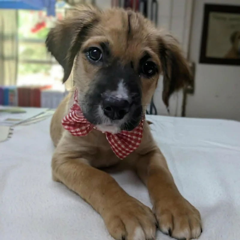 A baby medium-sized male German Shepherd Dog dog named Fuzzbee for adoption in Ozark, AL
