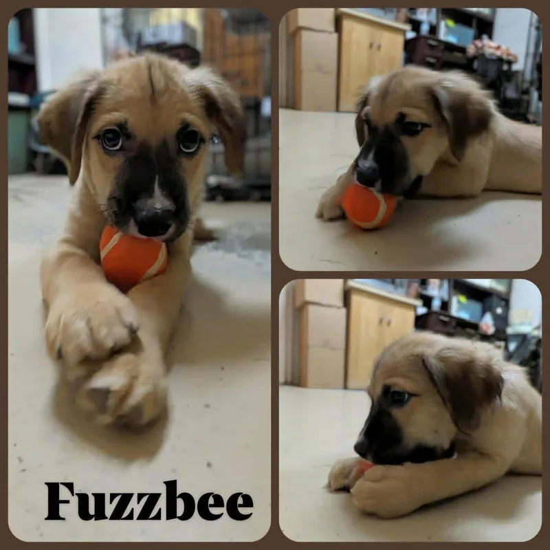 Fuzzbee thumbnail 2