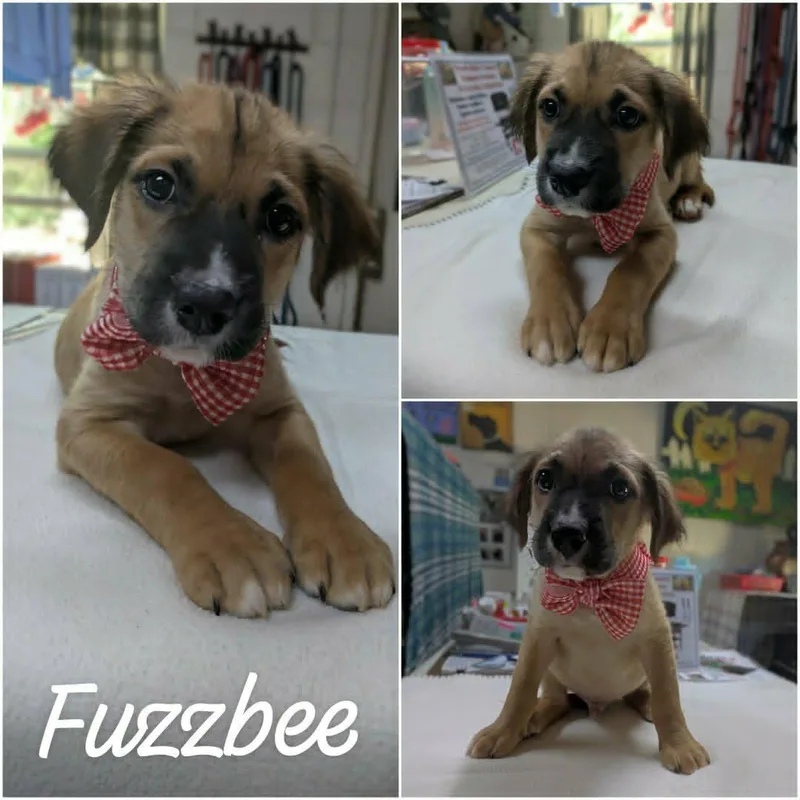 Fuzzbee thumbnail 5