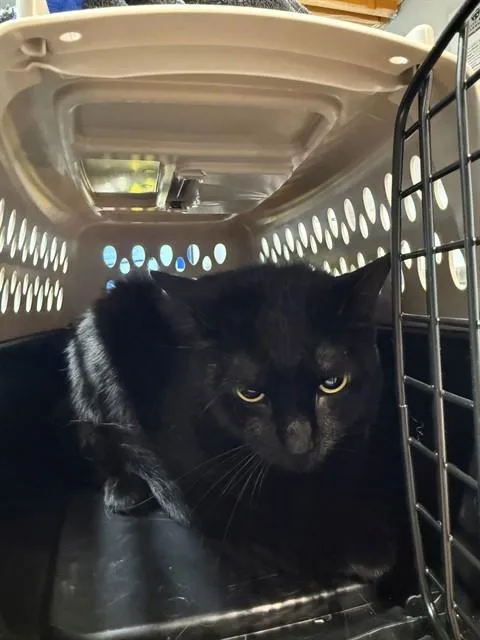 A young large-sized male Domestic Short Hair cat named Neo for adoption in Tallahassee, FL
