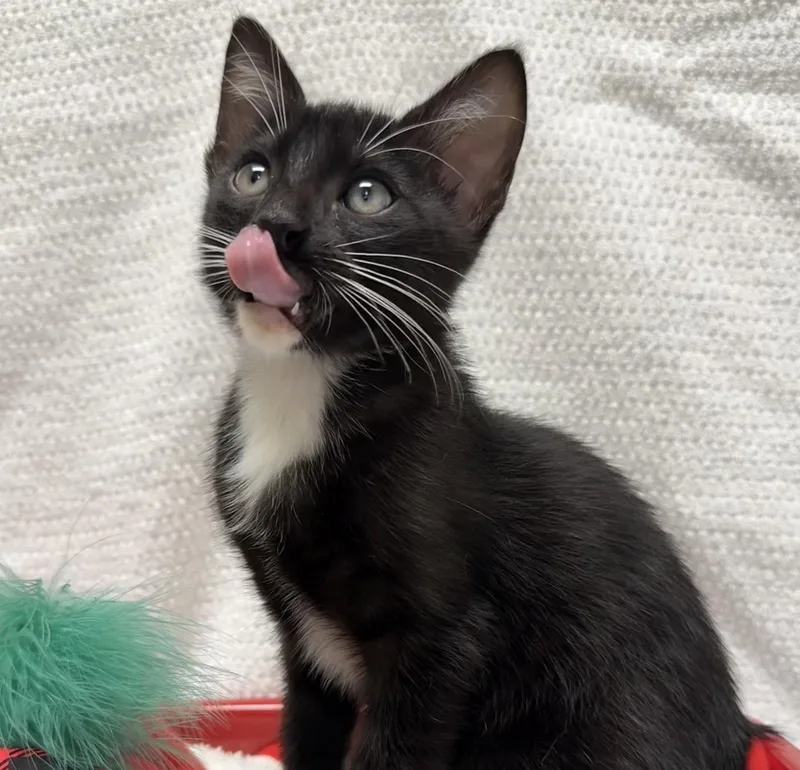 A baby medium-sized male Black & White / Tuxedo Tuxedo cat named Ding Dong snackcaketrio for adoption in Houston, TX