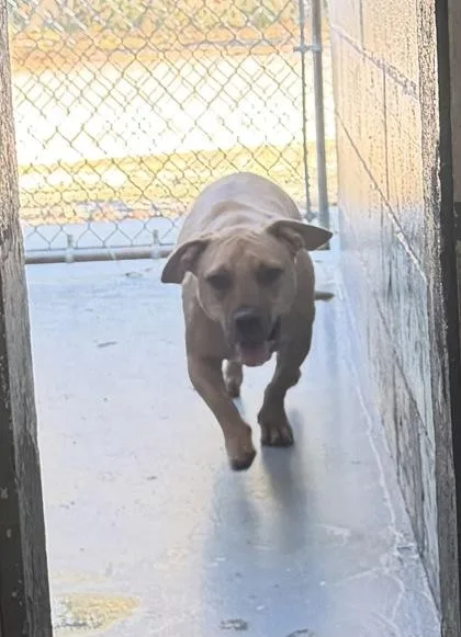 An adult medium-sized male Mixed Breed dog named Max for adoption in Daytona Beach, FL