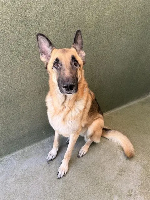An adult large-sized female German Shepherd Dog dog named Nari for adoption in Castaic, CA