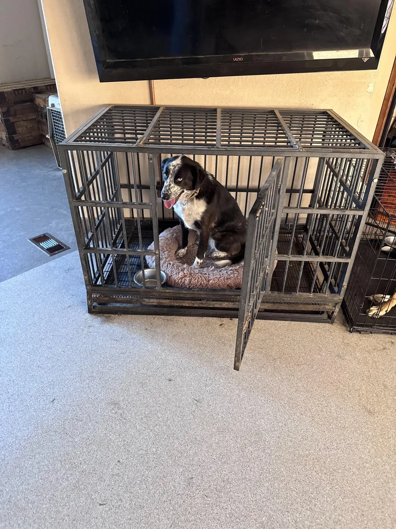 A young medium-sized female Border Collie dog named Anjo for adoption in Bend, OR