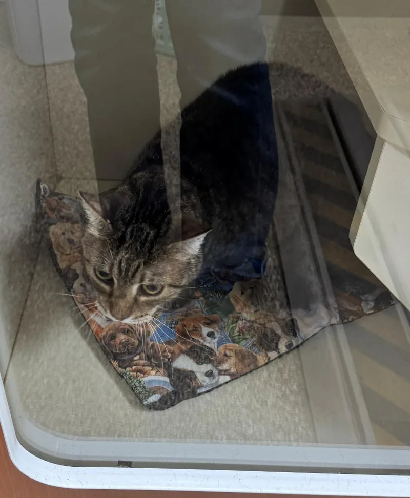 A senior large-sized male Domestic Short Hair cat named Dewey for adoption in Hastings, MI