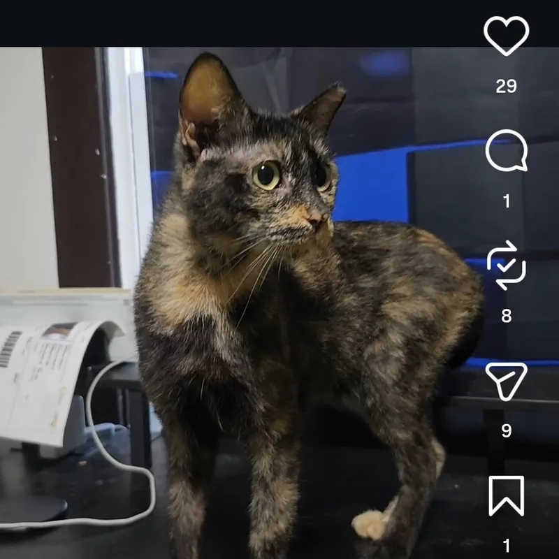 An adult medium-sized female Tortoiseshell cat named Delilah for adoption in Long Beach, CA